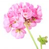 rose geranium promotes stability and balance